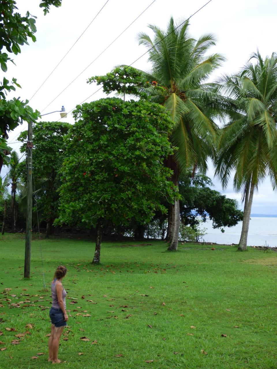 Corcovado Beach Lodge Puerto Jiménez Extérieur photo